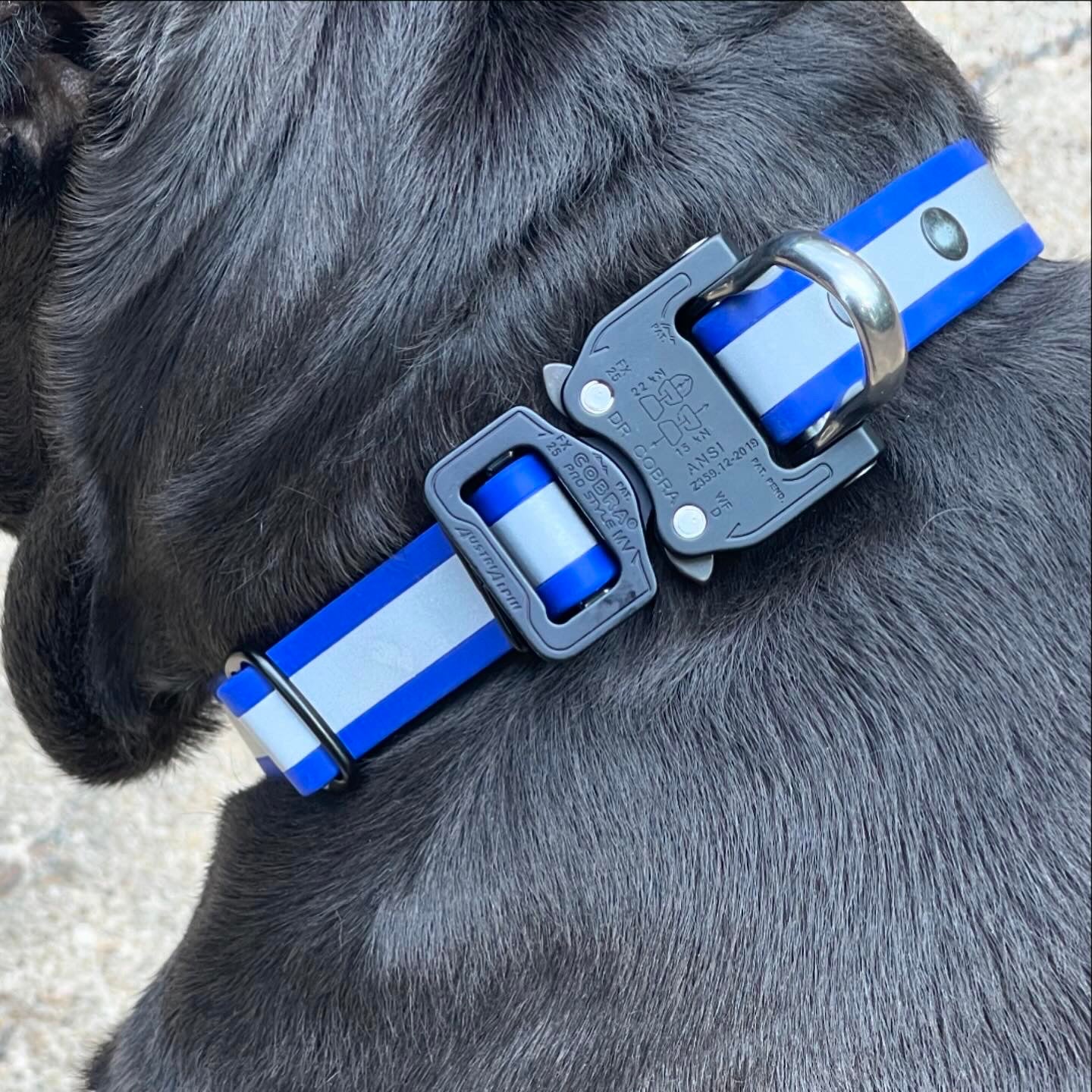 Cobra Buckle Collar