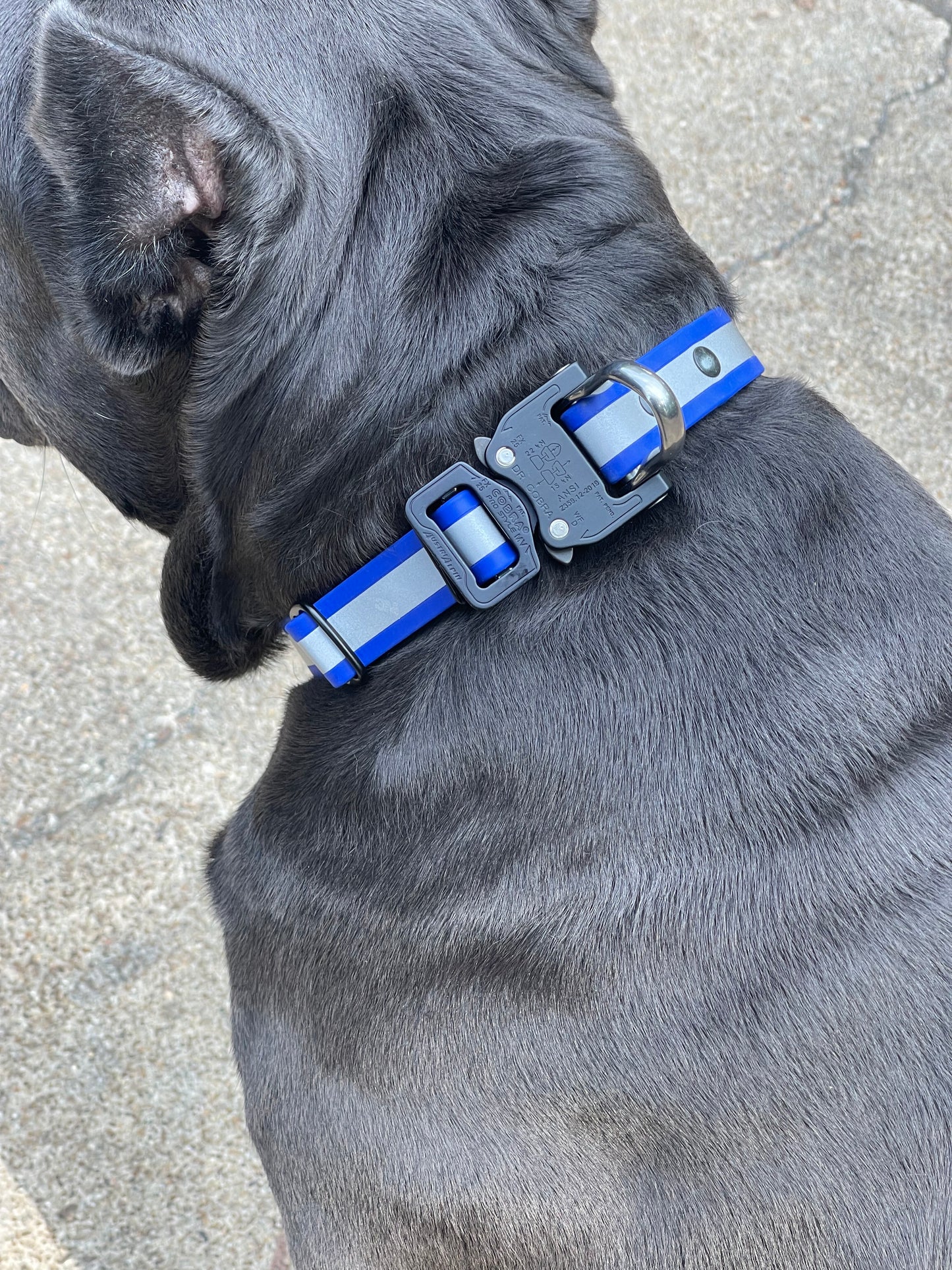 Cobra Buckle Collar